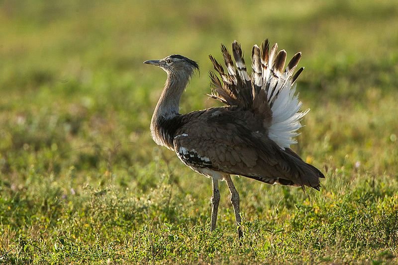 Kori Bustard in Tanzania in Tanzania